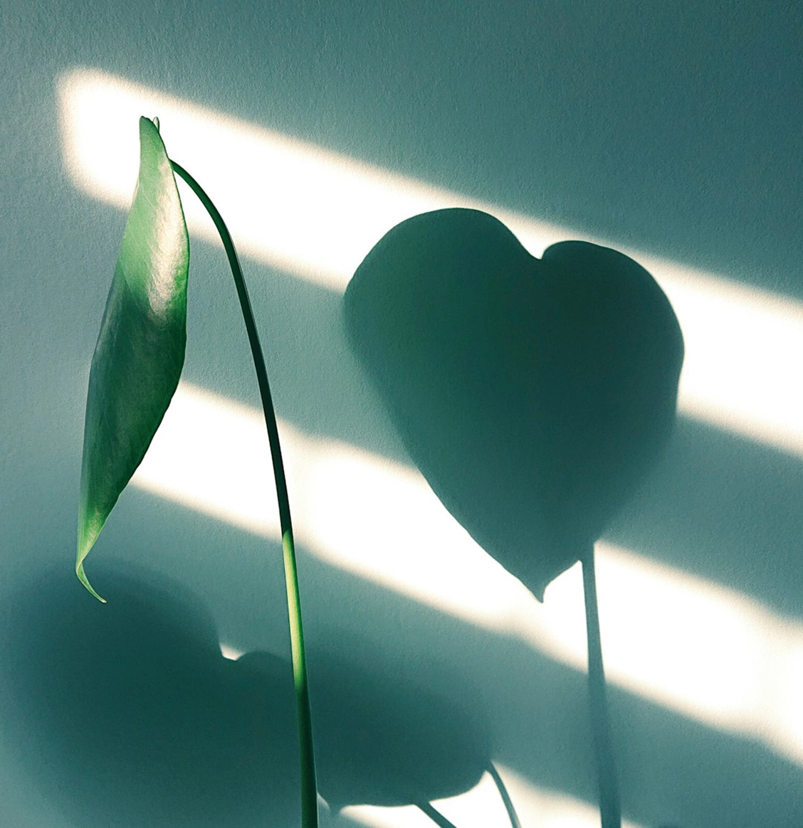 Heart Shadow